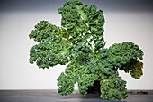 Kale (Brassica oleracea var Sabellica L)