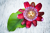 Passion flower (Passiflora)