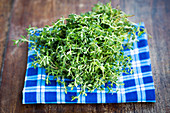 Thyme (Thymus vulgaris)