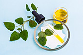 Essential oil of lemon balm (Melissa officinalis)