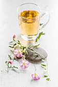 Bindweed herbal tea (Convolvulus arvensis)