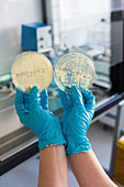 Antibiotic resistance testing