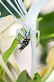 Spider eating a fly