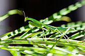 Praying mantis