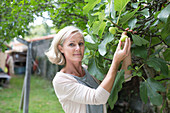 Woman picking figs