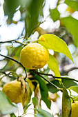 Yuzu , Asian citrus