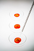 Tomatoes on petri dish