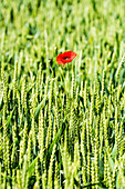 Field of wheat and poppy