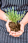 Woman gardening with potted thyme plant