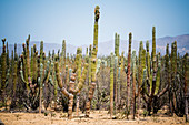 Cactus in the desert, Mexico