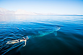 Woman swimming with a whale shark