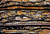 Tiger eye, thin section micrograph