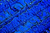 Silicon solar cell, light micrograph