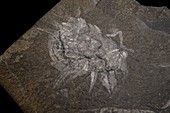 Wiwaxia Burgess Shale fossil