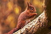 Red squirrel eating
