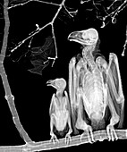 Owls, X-ray