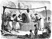 19th Century olive oil production, Algeria, illustration