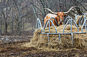 Texas Longhorn cow at a hay feeder