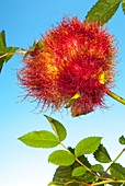 Rose bedeguar gall