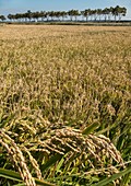 Camargue rice just before harvest