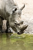 Sub-adult male white rhinoceros drinking