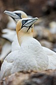 Northern gannet colony, Bass rock, Scotland