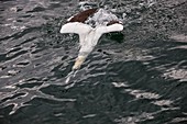 Northern gannet fishing, Scotland