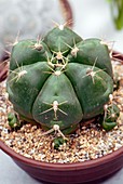 Gymnocalcyium horstii cactus