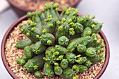 Euphorbia globosa succulent