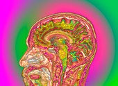Human head and brain, illustration