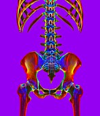 Lower spine and pelvis, illustration