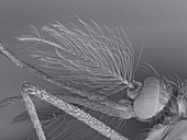 Male mosquito brush antenna, SEM