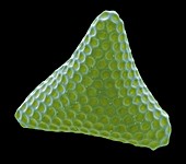 Tetraedron triangulare, SEM