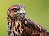 Harris's hawk