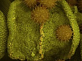 Hibiscus pollen grains, SEM