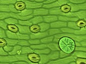 Mare's tail leaf, SEM