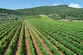 Grapevines, Greece