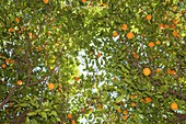 Orange tree