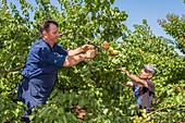 Apricot harvest near Mycenae, Greece.
