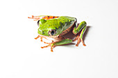 Orange-Legged leaf frog