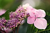 Hydrangea macrophylla 'Mariesii'