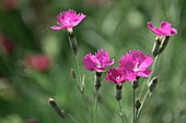 Carnation (Dianthus sp.) flowers