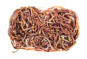 Brandling worms