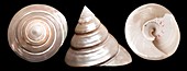 Commercial Top shell, top side & botto