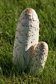 Shaggy inkcap mushroom fruiting body