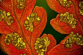 Fern sorus and spore cases, fluorescence light micrograph