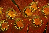 Fern sorus and spore cases, fluorescence light micrograph
