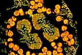 Marguerite daisy flower, fluorescence light micrograph