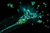 Collotheca rotifer, light micrograph