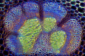 Kale leaf stalk, light micrograph